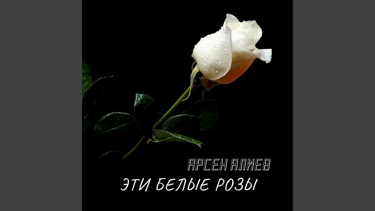 Эти белые розы. Белые розы Алиев. Песня эти белые розы.