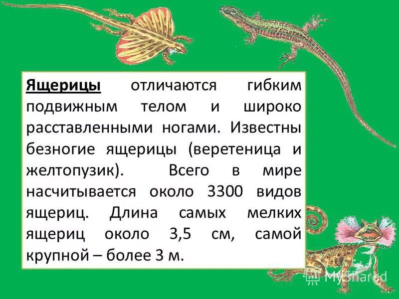 Чем отличается ящерица от лягушки. Чем отличается ящерица от лягушки