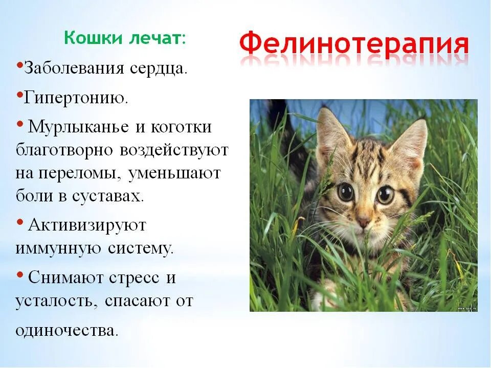 Как коты помогают людям. Кошки лечат. кошка лечит человека. кошки полезные для человека. какие коты лечат.