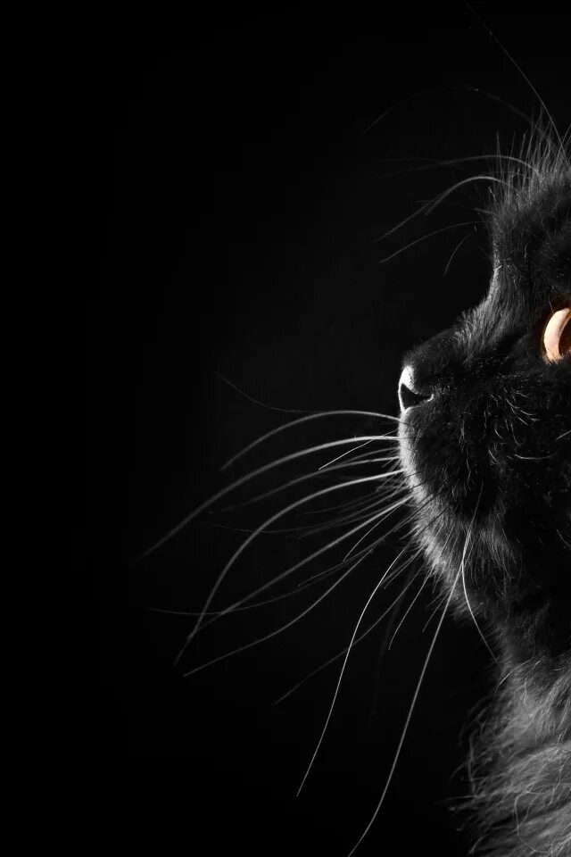 Капли на черном фоне. Кошка на черном фоне. Черные коты. Обои на телефон на черном фото. Пантера на черном фоне.