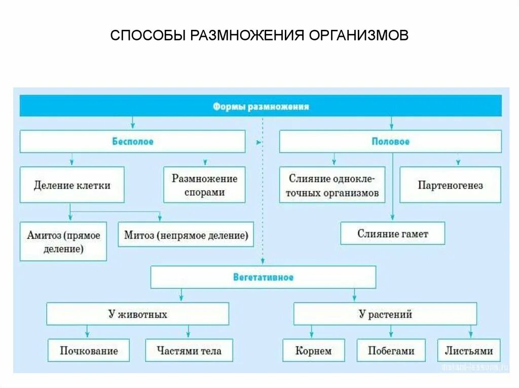 Какие типы размножения различают в живой природе. Типы размножения половое и бесполое. Типы размножения схема. Размножение организмов таблица 10 класс. Размножение организмов схема 10 класс.