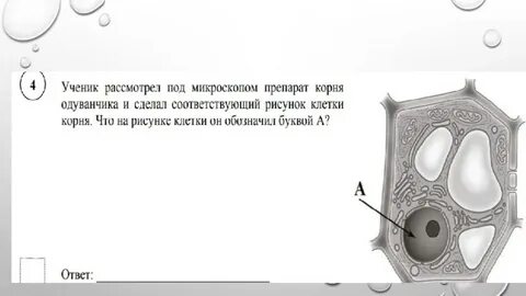 Рассмотреть кожицу листа одуванчика