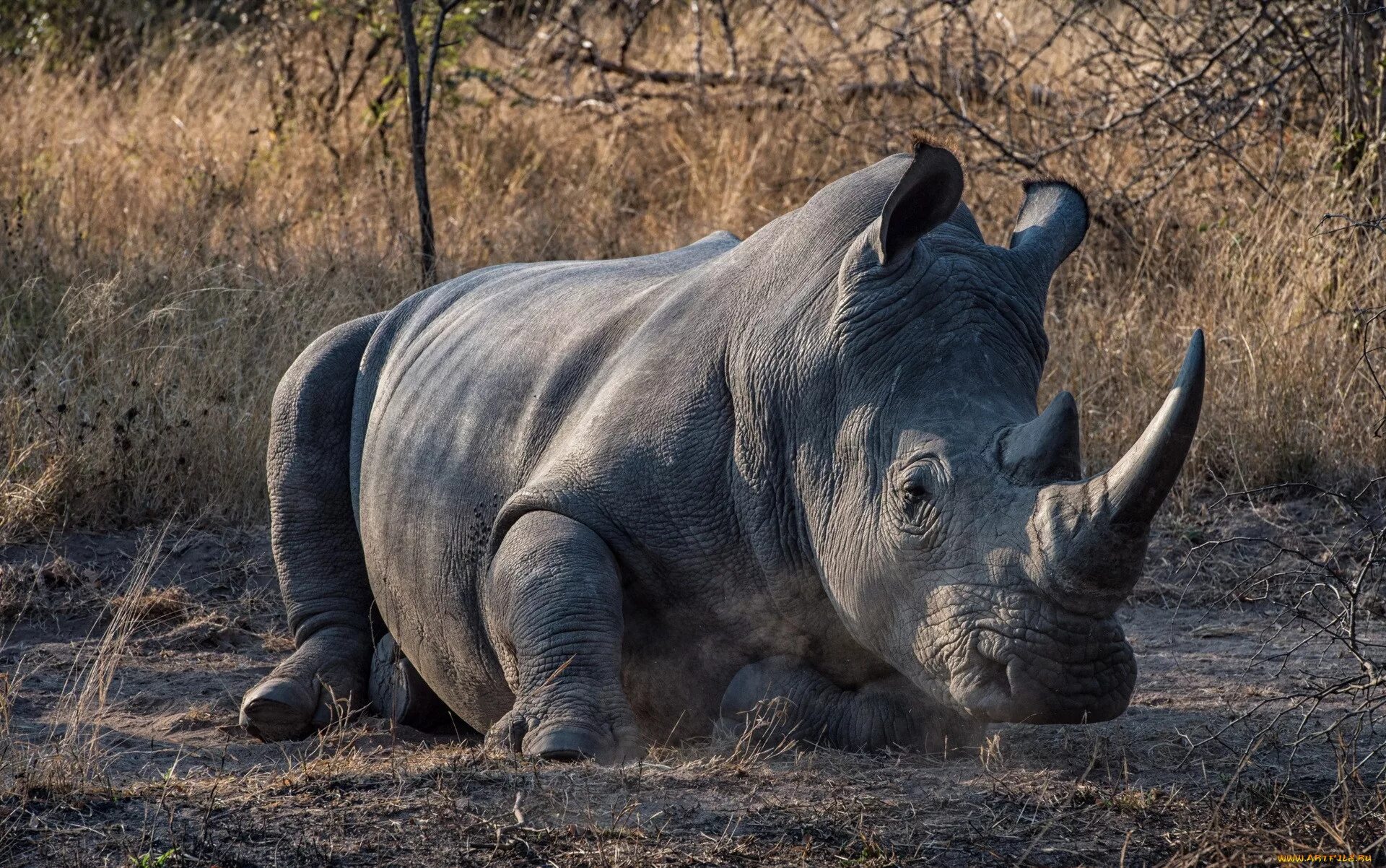 Двурогий носорог. Сумчатый носорог. Двурогий носорог древний. Животный мир Африки носороги.