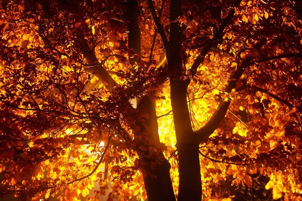 Включи света осень. Огненная осень. Свет сквозь деревья.