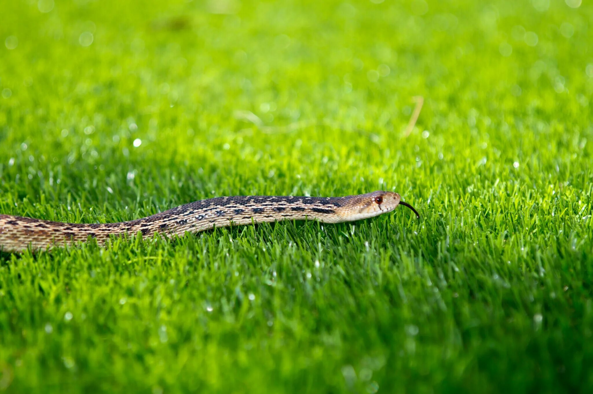 Скорость движения змей. Змея в траве. Гадюка в траве. Змея уж в траве. Змей трава.