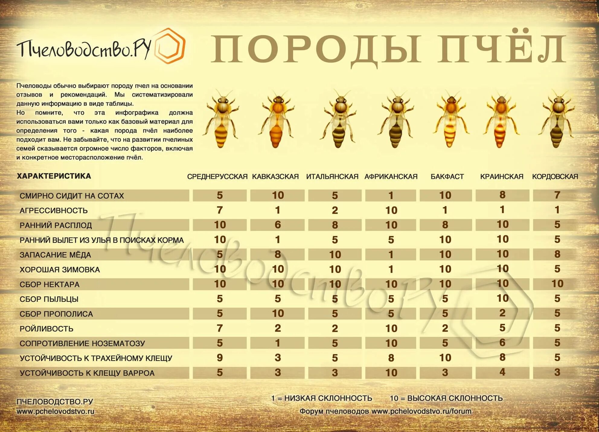 Различия пчел. Породы пчел. Сравнительная характеристика пород пчёл. Описание пород пчел. Породы пчел в России.