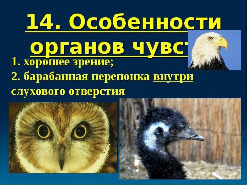 Развитые органы чувств у птиц. Особенности органов чувств у птиц. Органы чувств птиц. Органы чувств птицы кратко и понятно самое важное. Картинка особенности органов чувств птиц.