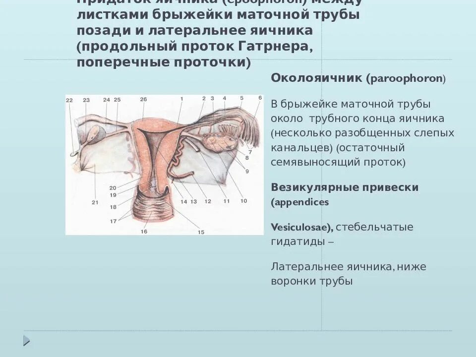 Брыжейка маточной трубы. Анатомическое строение маточной трубы. Маточная фаллопиева труба. Брыжейка маточной трубы. Как выглядят маточные трубы анатомия.