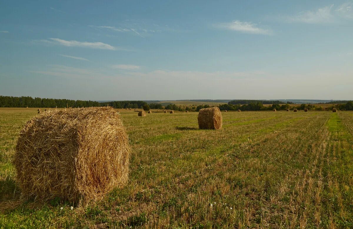 сено в тюках 250 кг. фото сено в рулоне 220 кг. сено в рулонах фото 300кг.