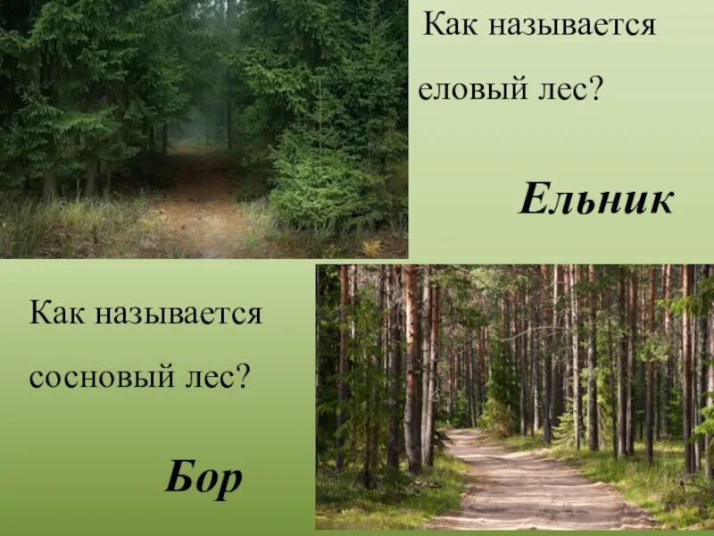 Тема для презентации Сосновый Бор. Загадки про лес. Виды леса. Как называется еловый лес. Почему бор назвали бор