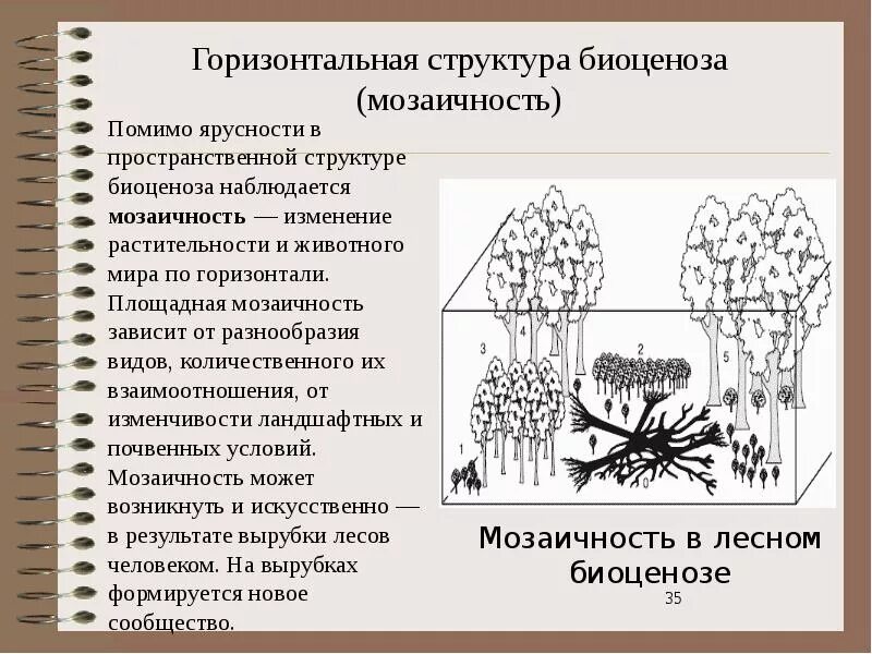 Охарактеризуйте роль ярусного размещения видов в биогеоценозе. Горизонтальная структура биоценоза мозаичность. Структура биоценоза мозаичность. Горизонтальная пространственная структура биоценоза. Горизонтальная структура биоценоза ярусность.