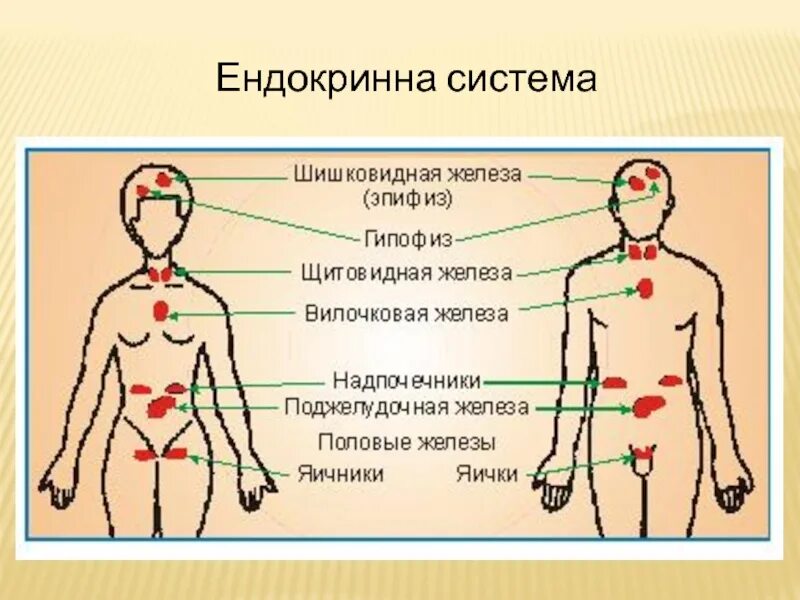 Где расположены железы у человека. Расположение эндокринных желез. схема расположения желез в теле человека. расположение потовых желез на теле человека схема. железы внутренней секреции мужчины и женщины.