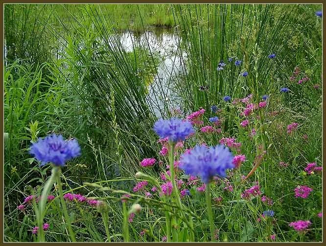 дикий василек полевой. васильковое поле. «поле васильков». васильки беларусь. василек полевой.