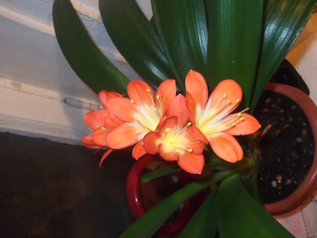 Кливия: уход в домашних условиях, выращивание и размножение Water plants, Flower