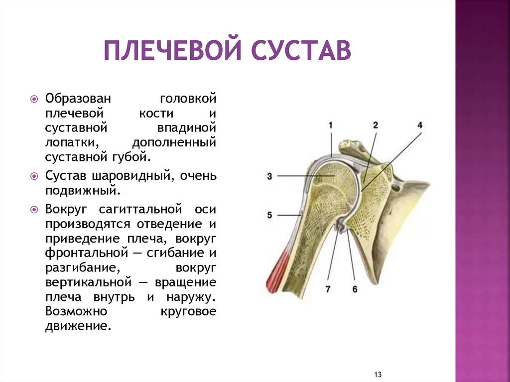 Соединения костей плечевого пояса. Название костей образующих плечевой сустав. Плечевой сустав кости образующие сустав. Суставной бугорок плечевой кости. Плечевая кость, анатомические структуры..