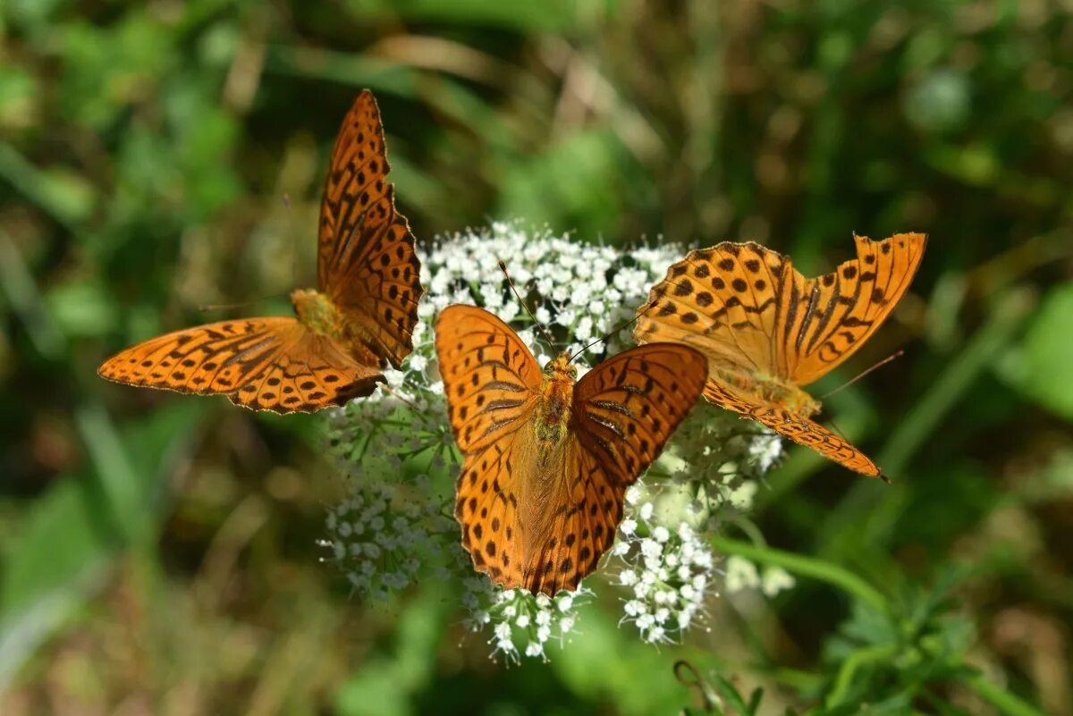 бабочка махаон владимирской. лес бабочек. лес бабочек. лес бабочек. морфо дидиус.
