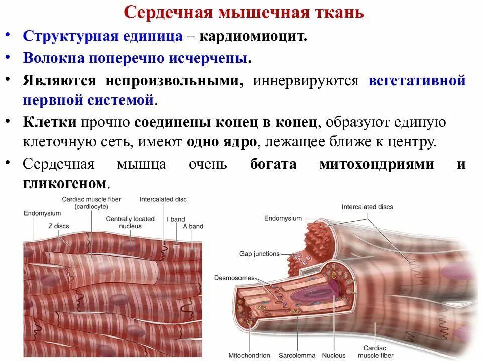 Волокна мышечной ткани поперечно полосатая сердечная. Структурно-функциональная единица сердечной ткани. Строение сердечной мышечной ткани. Поперечнополосатая сердечная мышечная ткань клетки. Мышечные ткани какие