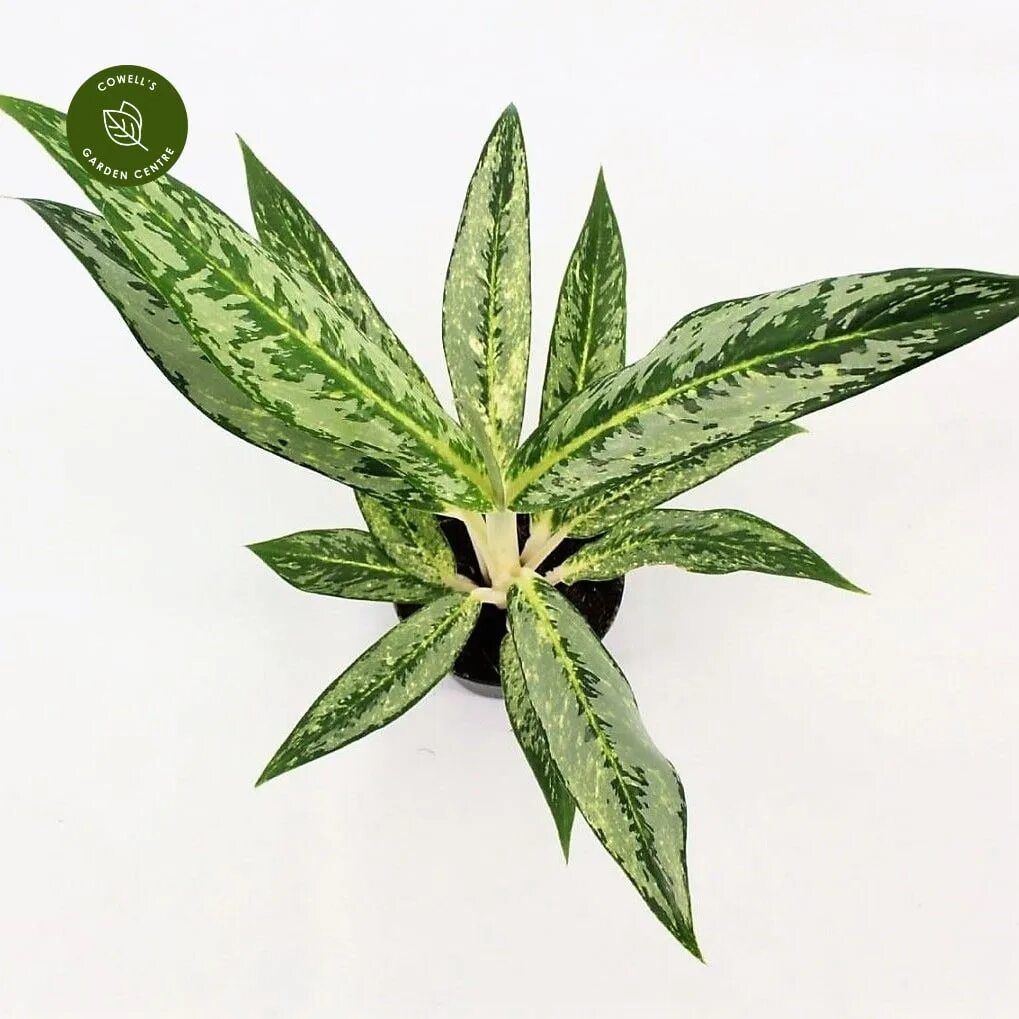 Аглаонема лимон минт. Аглаонема matcha lemon. аглаонема лимон лайм. аглаонема айви грин.