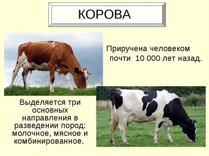 Названия крупного рогатого скота