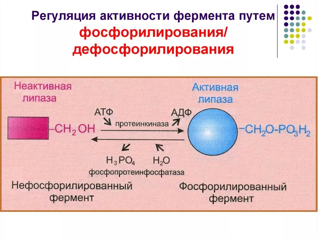 Химическая реакция катализируемая ферментом. Схема реакции фосфорилирования фермента. Регуляция ферментов путем фосфорилирования. Регуляция активности ферментов схемы. Регуляция активности ферментов путем фосфорилирования.