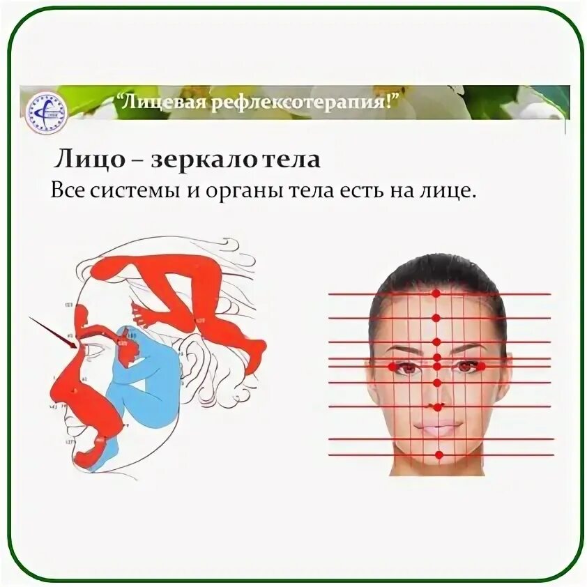рефлексотерапия лицо точки 300. рефлексотерапия в косметологии. вьетнамский точечный массаж дьен чам. лицевая рефлексотерапия 60 точек. лицевая рефлексотерапия.