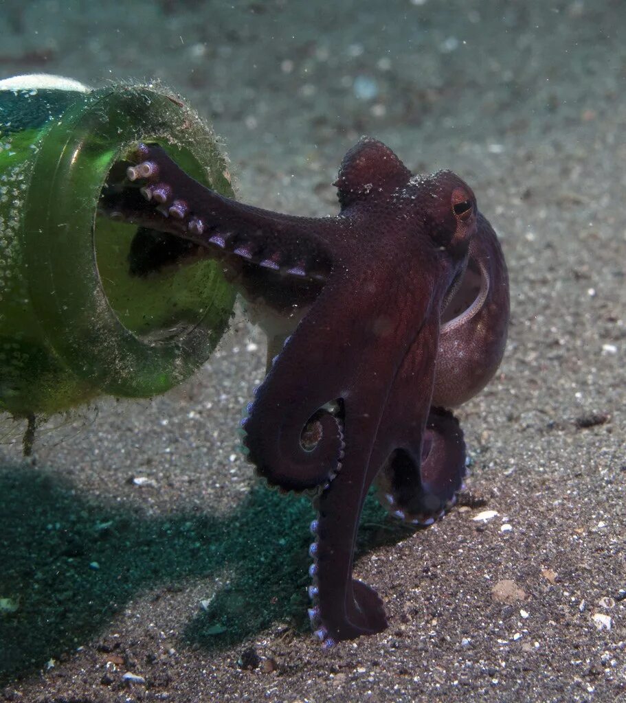 Аквариумные Осьминоги. Домашний осьминог. Осьминог в аквариуме. Пресноводный осьминог.