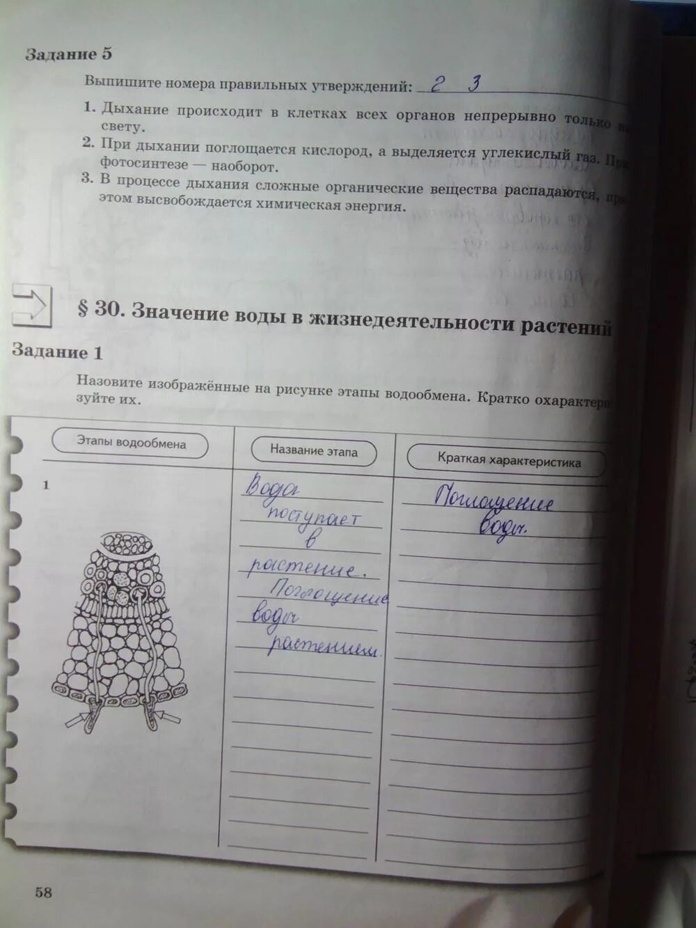 Рабочая тетрадь по биологии 6 класс Пономарева. Пономарева биология ответы. Тетради по биологии 6 класс Пономарев.