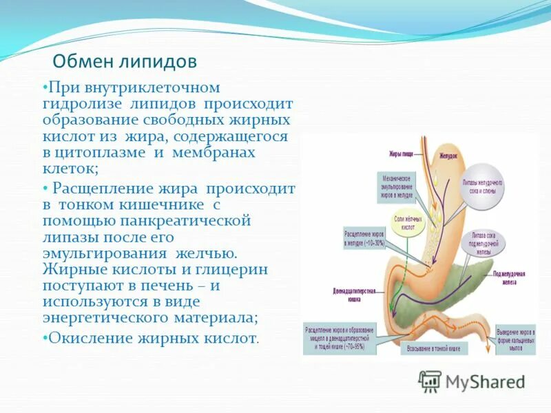 Переваривание липидов в толстом кишечнике. Расщепление жиров в тонком кишечнике. пищеварение липидов. пищеварение липидов в жкт. всасывание липидов происходит в.