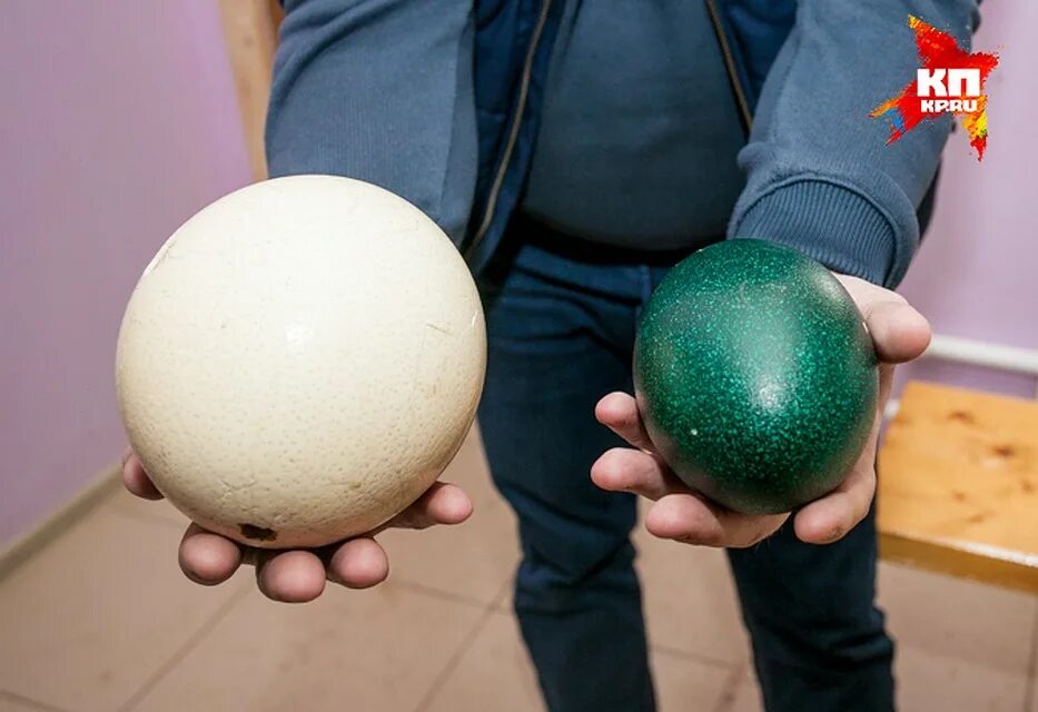 Страусиное яйцо. Страусиное яйцо на Пасху. Необычные яйца. Яйца страуса Пасха.