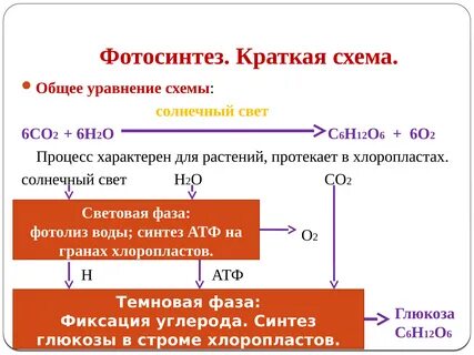 Биосинтез фотосинтез тест