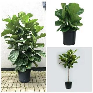 Фикус лирата уход