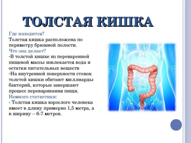 Где находится толстая кишка. Толстая кишка расположена. Толстый кишечник человека. Толстая кишка располагается. Кишка с правой стороны