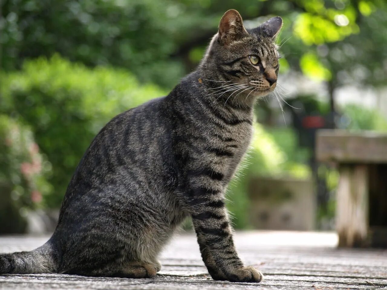 Картинки серых кошек. Европейская короткошерстная кошка серая. Кошка европейская короткошерстная серая полосатая. Европейская голубая короткошерстная кошка. Полосатый кот беспородный.