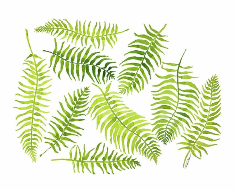 Fern art