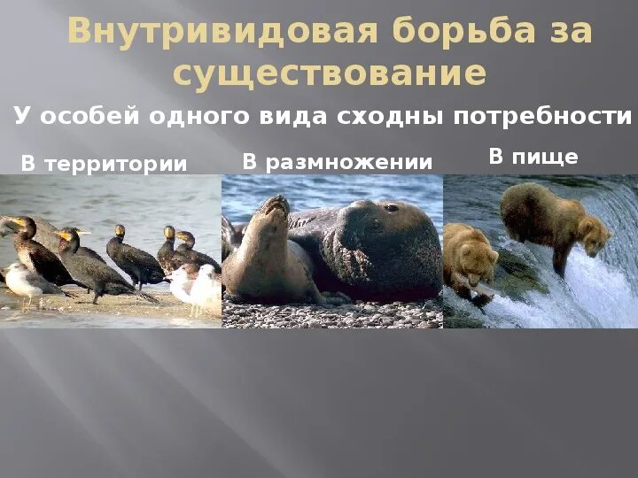 Внутривидовая борьба как движущая сила эволюции. Внутривидовая борьба как движущая сила эволюции