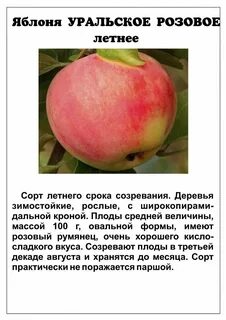 К чему относится яблоня