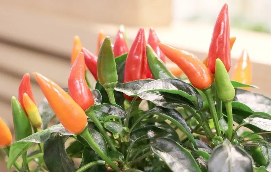Capsicum