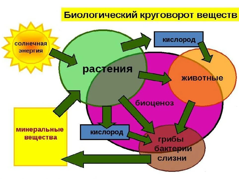 Малый биологический круговорот веществ. Схема биологического круговорота веществ в развитии жизни. Схема биологического кругооборота. Биологический кргуовор. Круговорот это в биологии