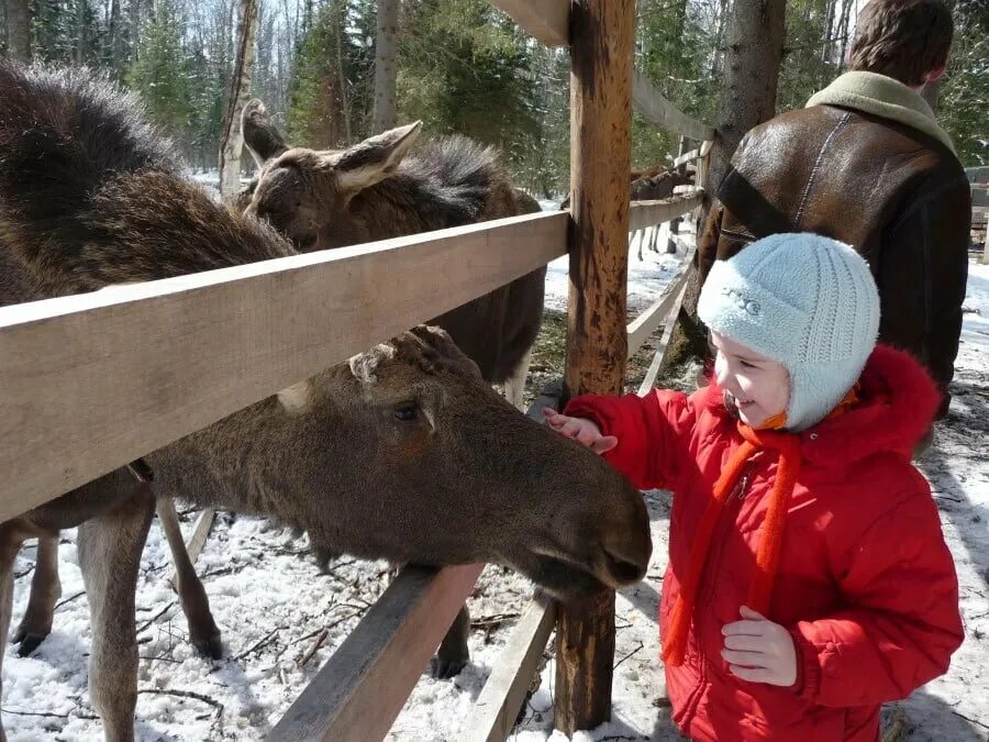 Сумароковская лосеферма Кострома. Сумароковская лосиная ферма в Костромской области. Сумароковская лосеферма Кострома зимой. Лосеферма Кострома заповедник.