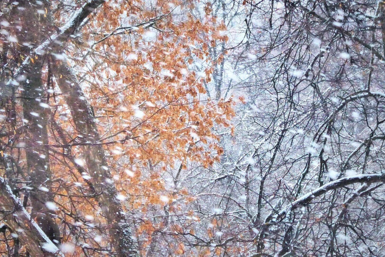 Мп3 снег летит и летит. Снег летит. с первым и долгожданный снегом. выпал снег и все забылось. николай рубцов выпал снег и все.