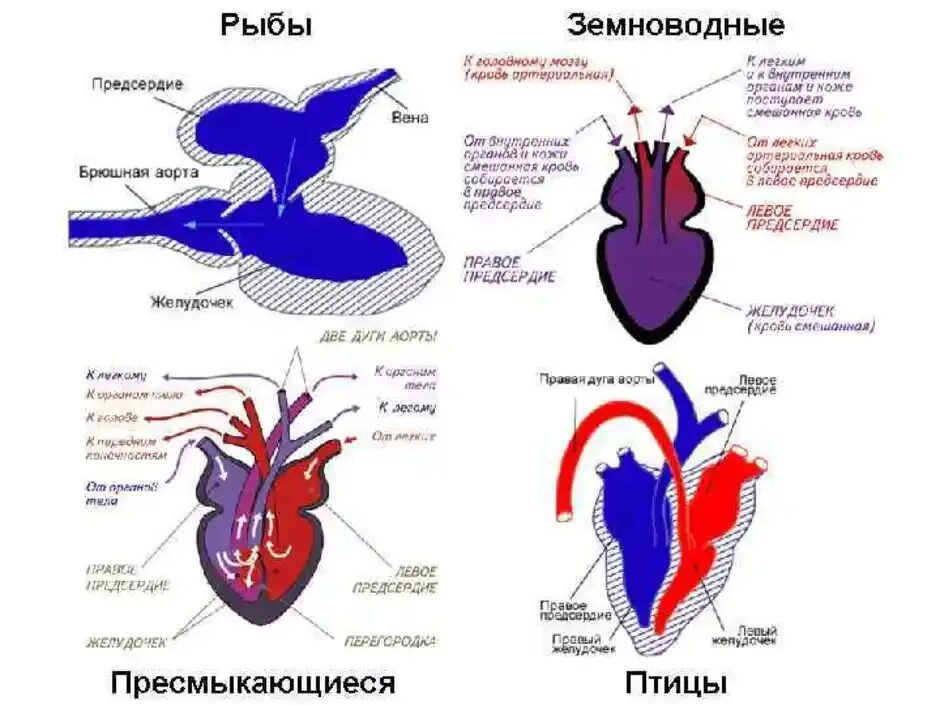 Смешанная кровь у рептилий. Строение сердца амфибий. Строение сердца пресмыкающихся. Строение сердца у пресмыкающиесч. Схема строения кровеносной системы земноводных.