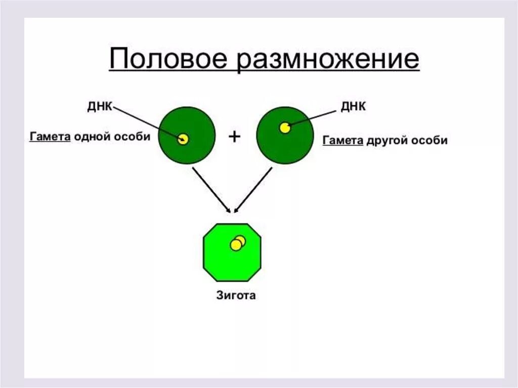 Мужская гамета