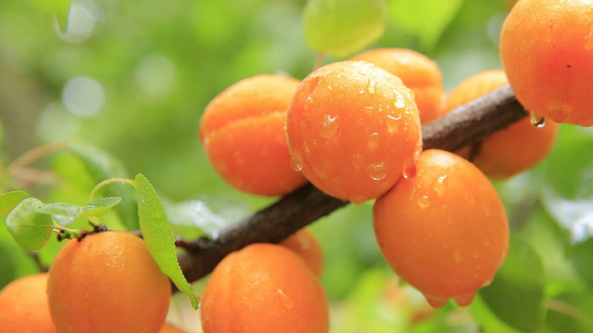 Укажи пример с ошибкой в образовании формы слова. Восемьсот просклонять по падежам. Абрикосы 3 шт фото натюрморт. Ошибки в образовании формы слова примеры. Абрикос обыкновенный плод.