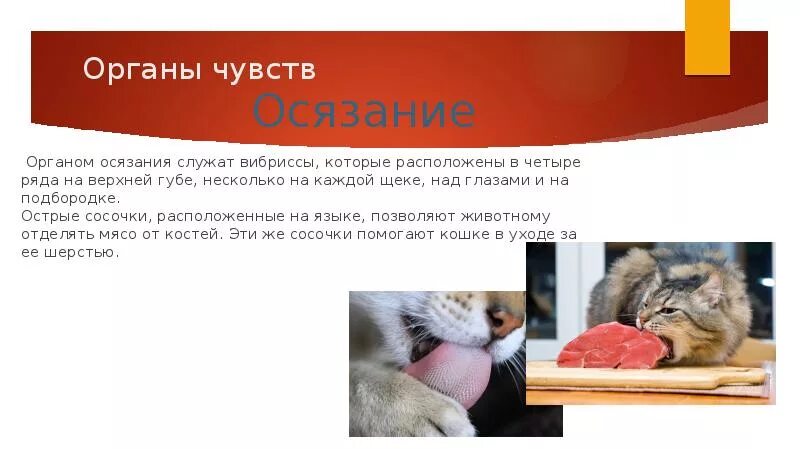 Функция осязания у млекопитающих. Осязание у животных. органы осязания у кошек. органы осязания млекопитающих. органы чувств кошки.