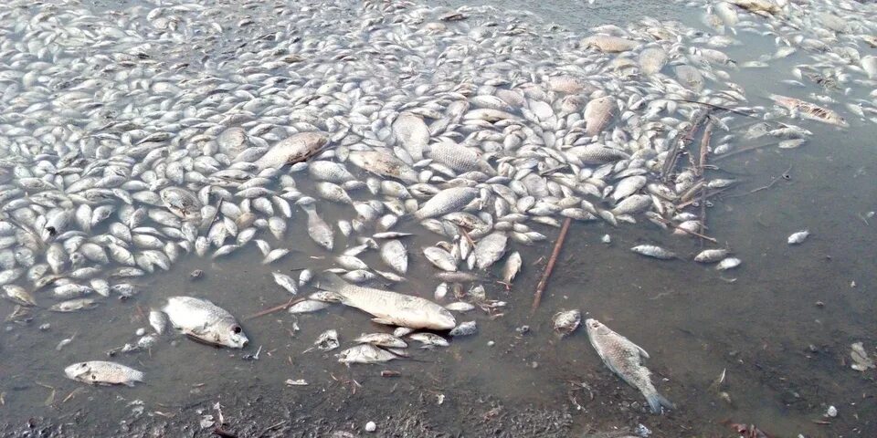 Погибло много рыбы. Гибель рыбы в Самарской области. Рыбный водоем. Вымирание рыб. Массовая гибель рыбы.