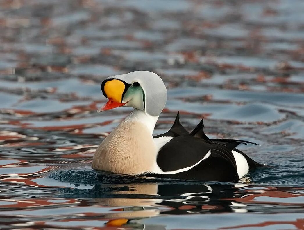 северная утка гага. очковая гага птенцы. гага птица. гага-гребенушка остров врангеля. гага гребенушка.