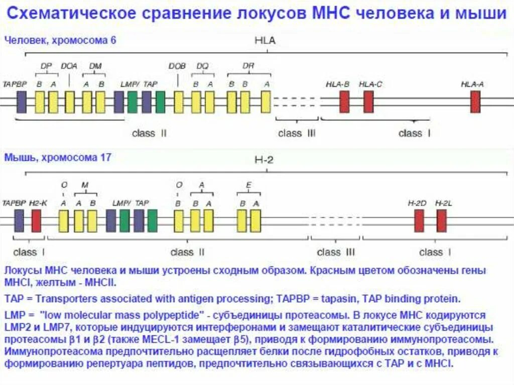 Локуса y хромосомы