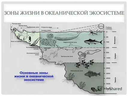 Зона жизни земли