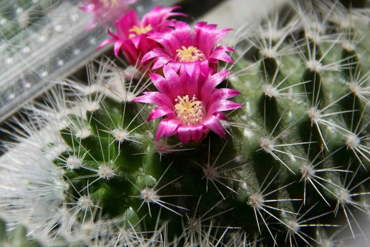 ECHINOCEREUS Cactus-cactusfarm.eu Agricultural Enterprise of Michele Lugnan - Ou
