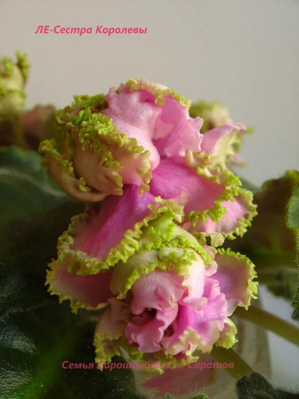 фиалка сестра королевы. ле сестра королевы фиалка фото. фиалка сорт сестра королевы. фиалка королева джиневра. фиалка сестра королевы.